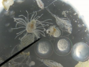 zooplankton