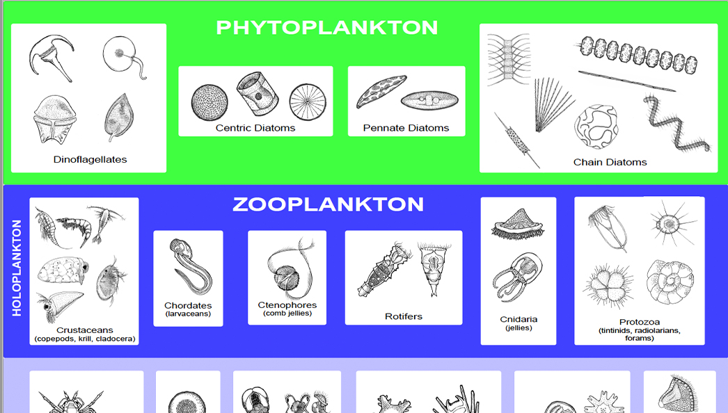 Plankton Definition Characteristics Types Diet Size