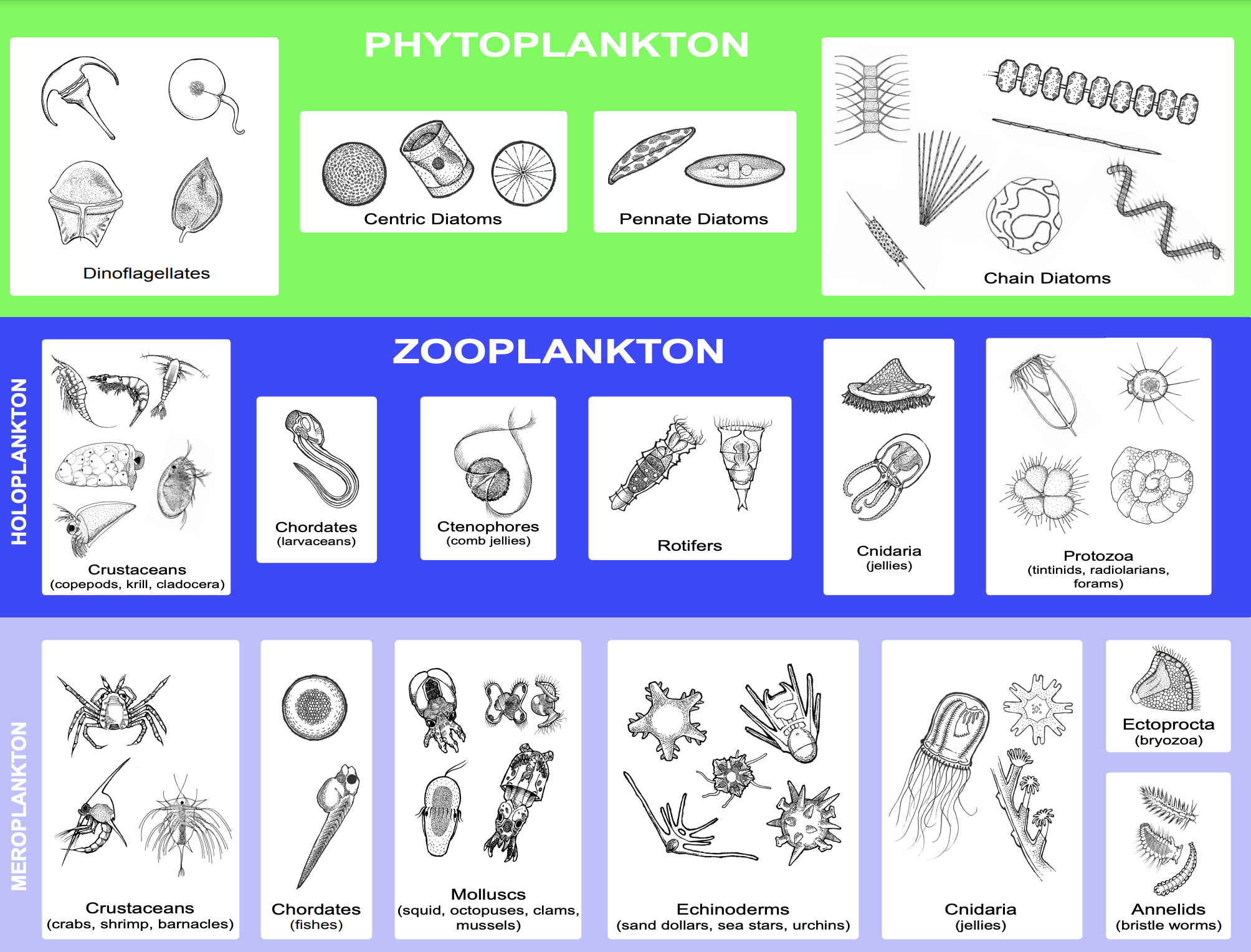 Plankton Identification Chart O Neill Sea Odyssey